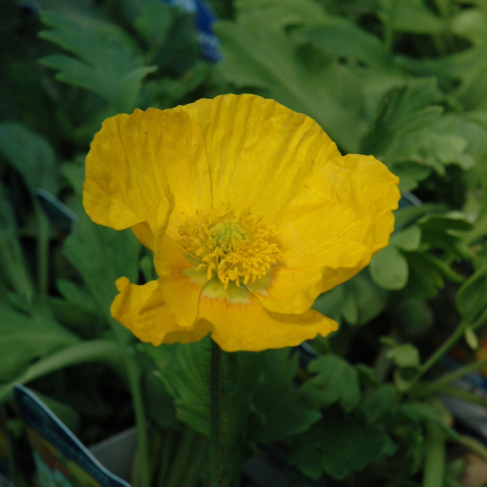 Garden Gnome Poppy