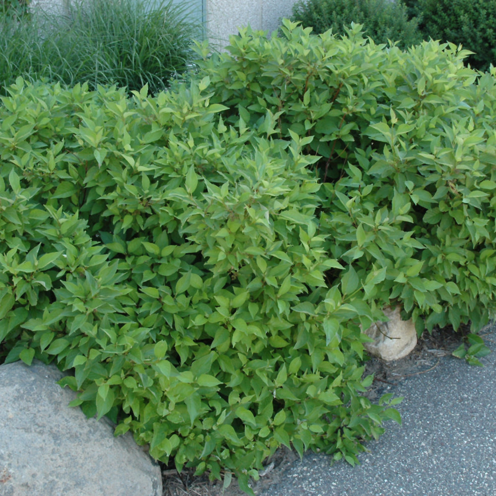 Cornus sericea 'Bailadeline'