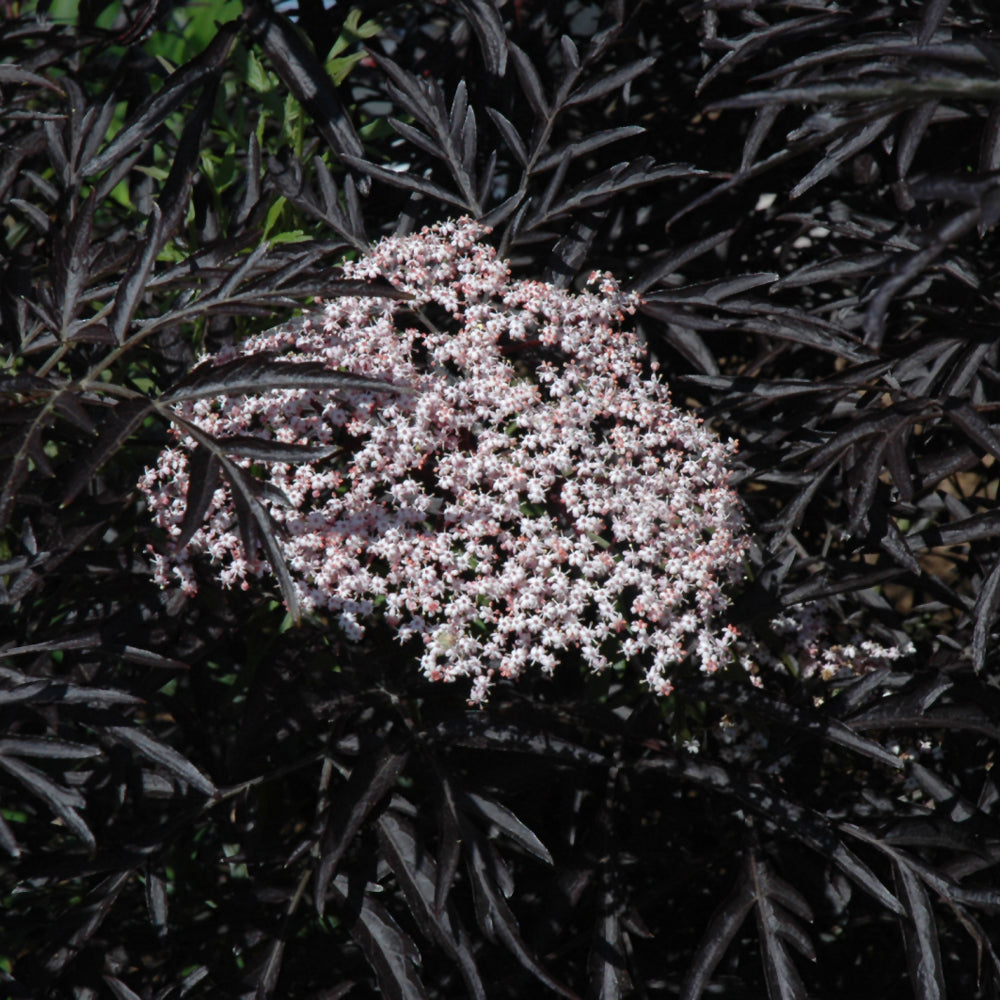 Sambucus nigra 'Eva'