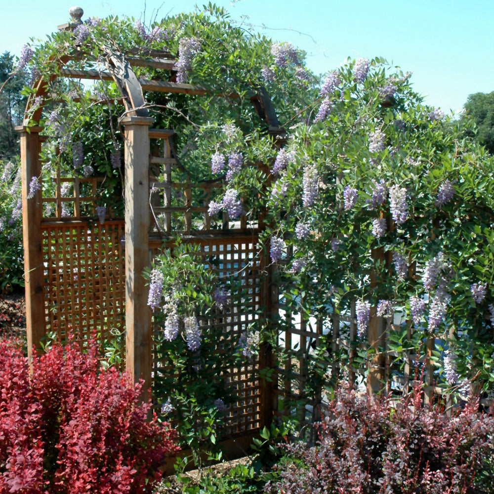 Summer Cascade™ Wisteria