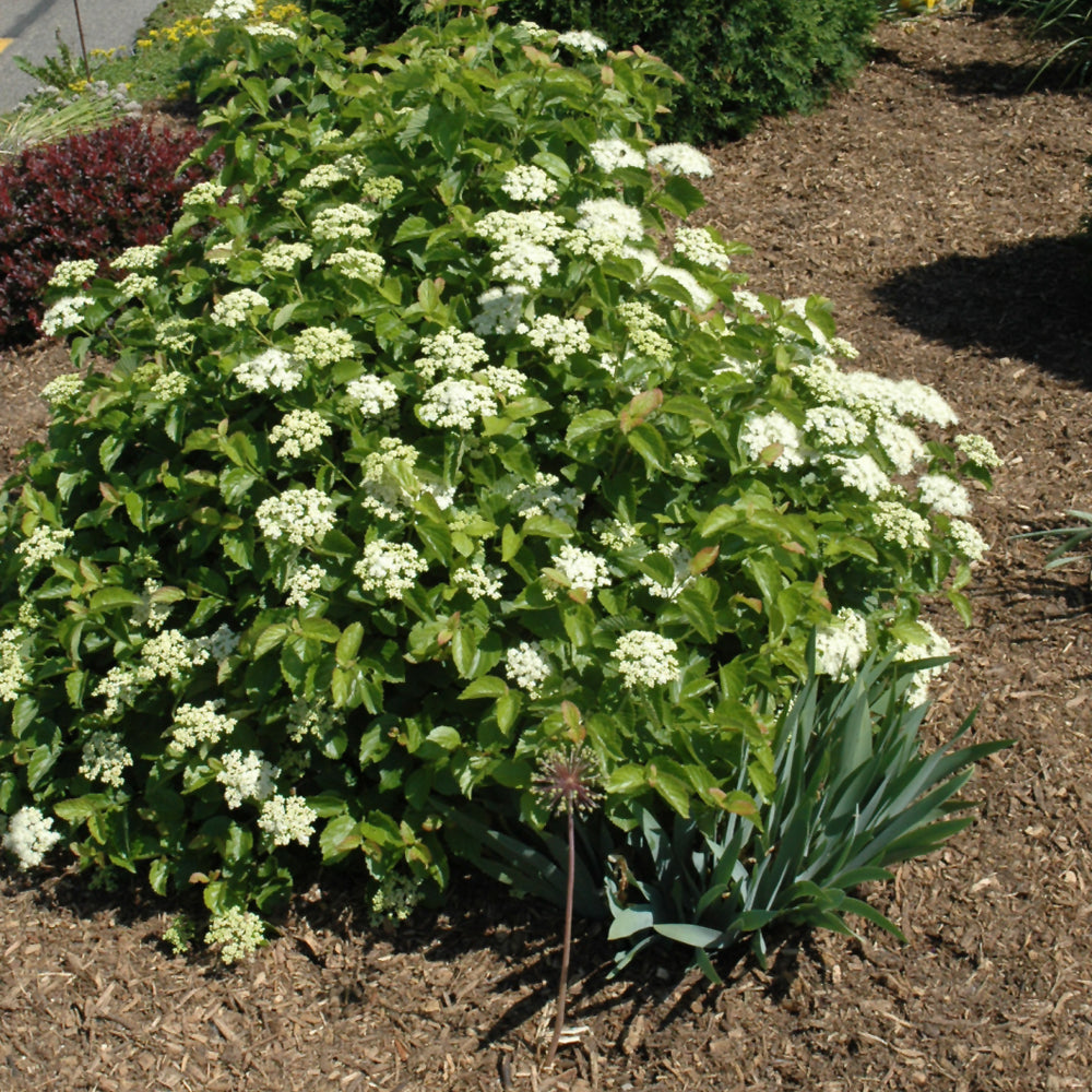 Blue Muffin® Viburnum