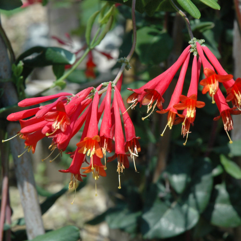 Lonicera sempervirens 'Major Wheeler'