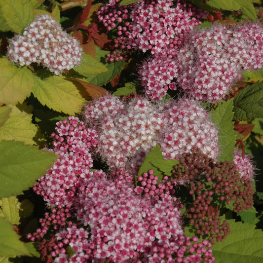 Spiraea 'Tracy'