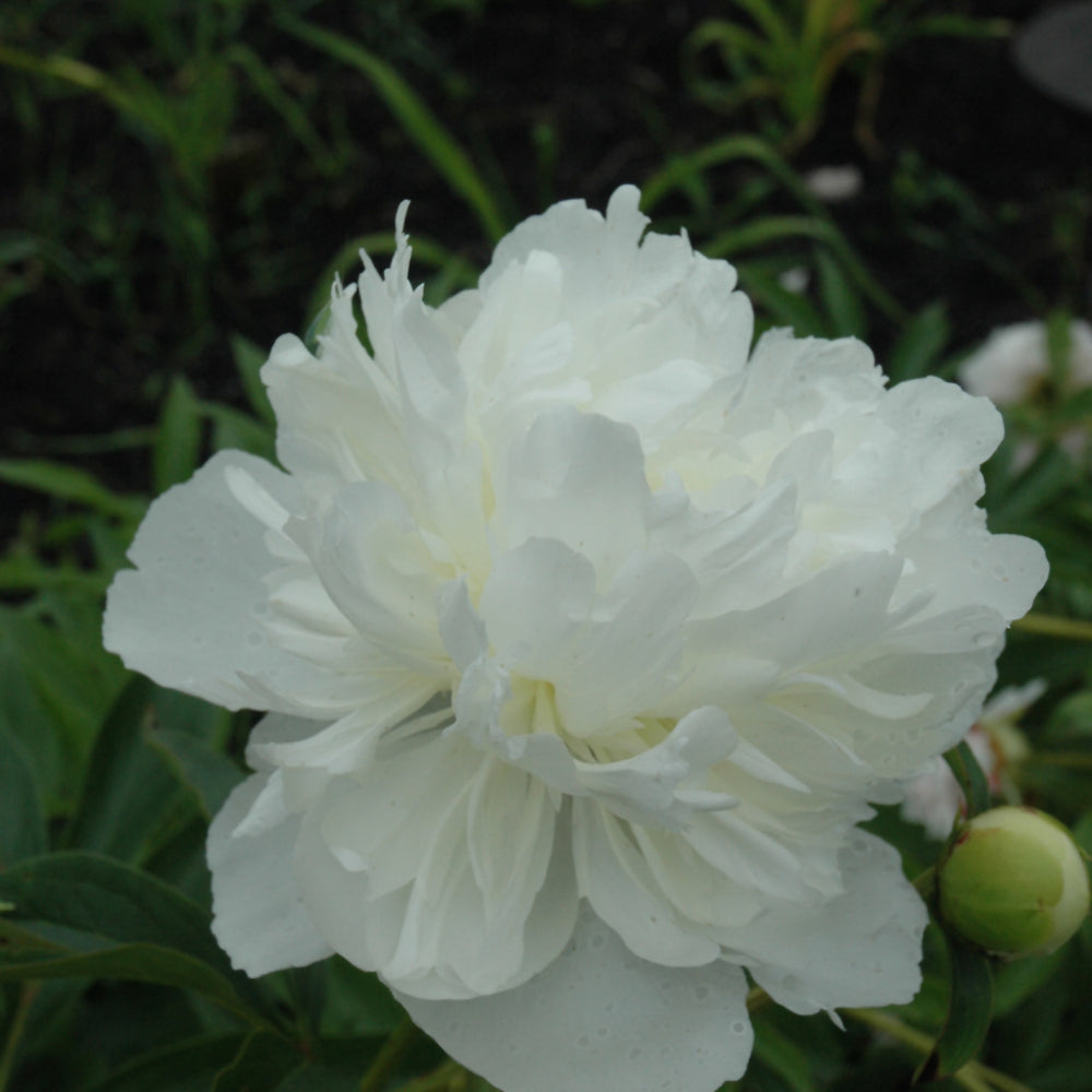 Paeonia 'Gardenia'