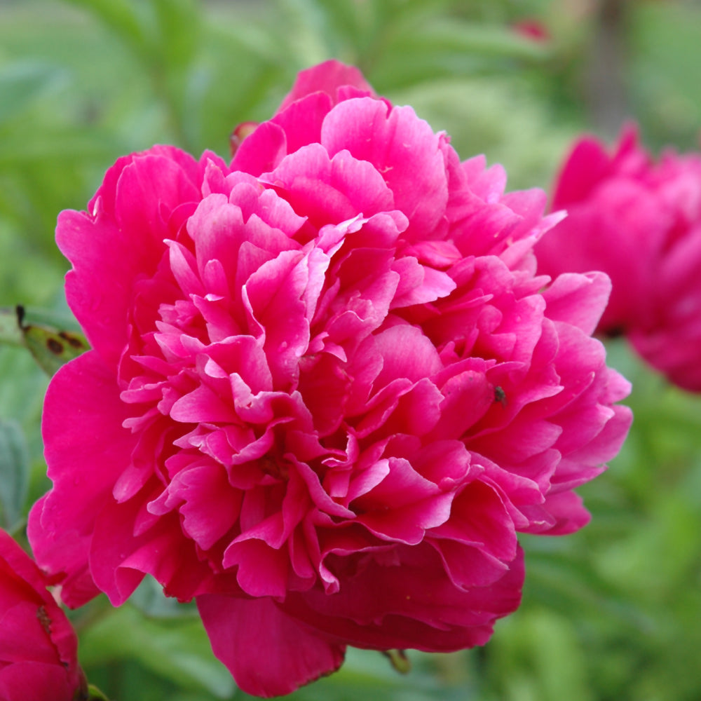 Paeonia 'Kansas'