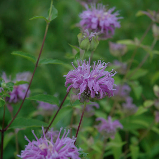 Monarda fistulosa