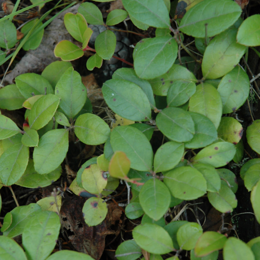 Creeping Wintergreen