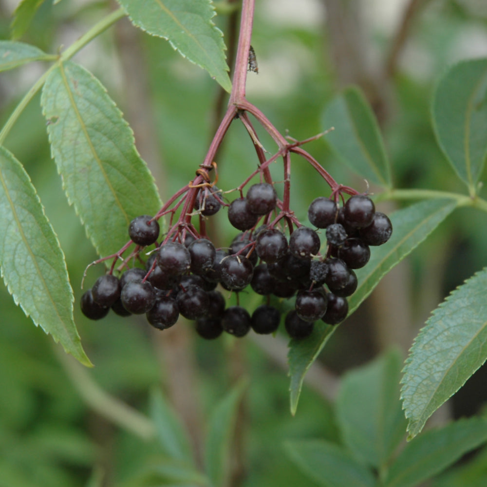 Sambucus canadensis 'Adams'