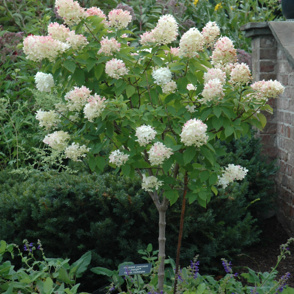 Hydrangea paniculata 'Limelight (tree form)'