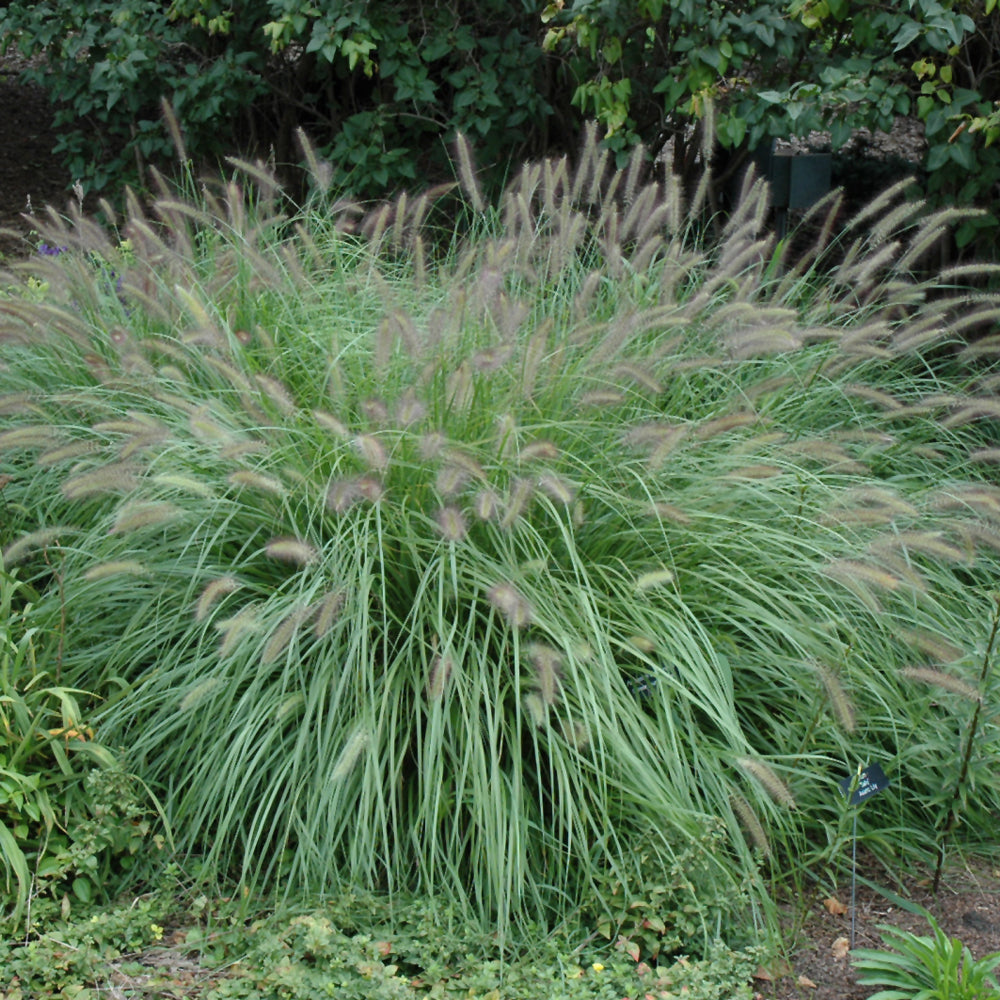 Fountain Grass