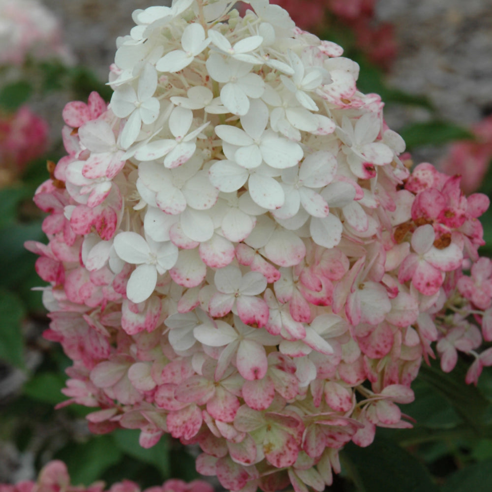 Hydrangea paniculata 'Renhy'