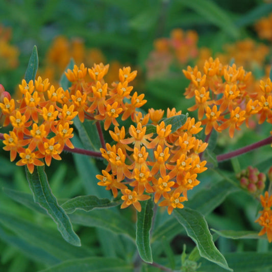 Asclepias tuberosa 'Gay Butterflies'