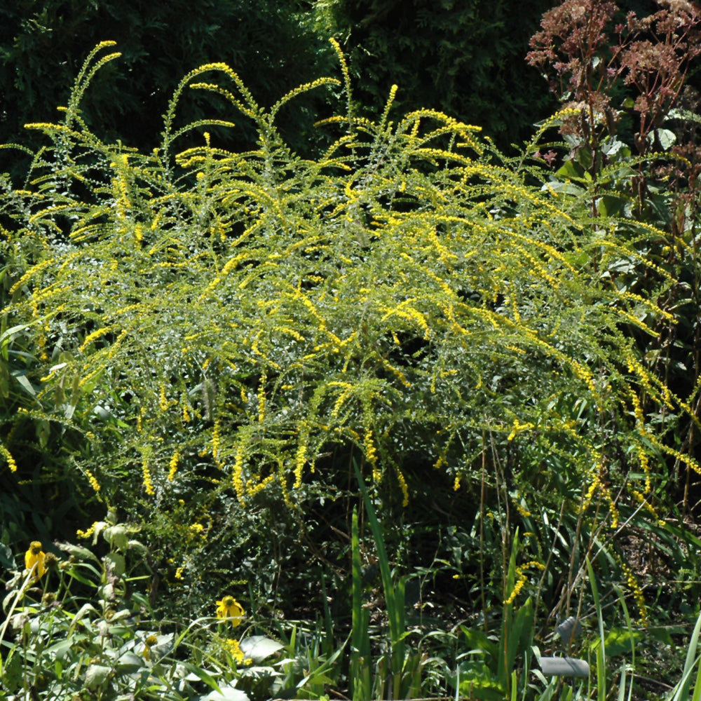 Solidago rugosa 'Fireworks'