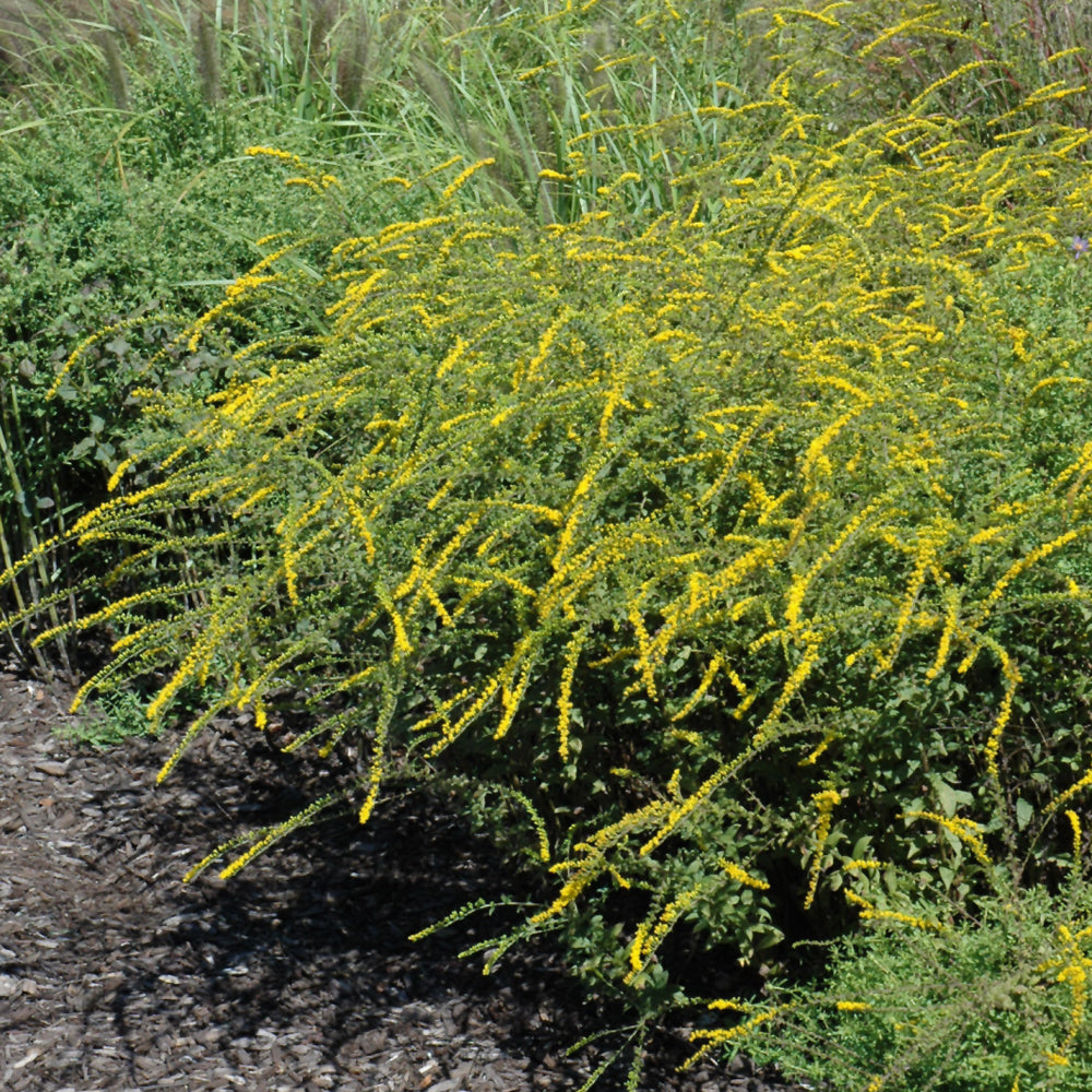 Fireworks Goldenrod