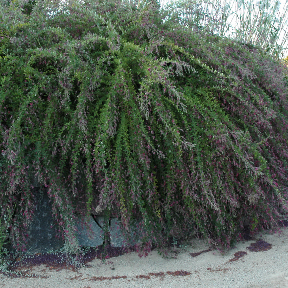 Gibraltar Bush Clover