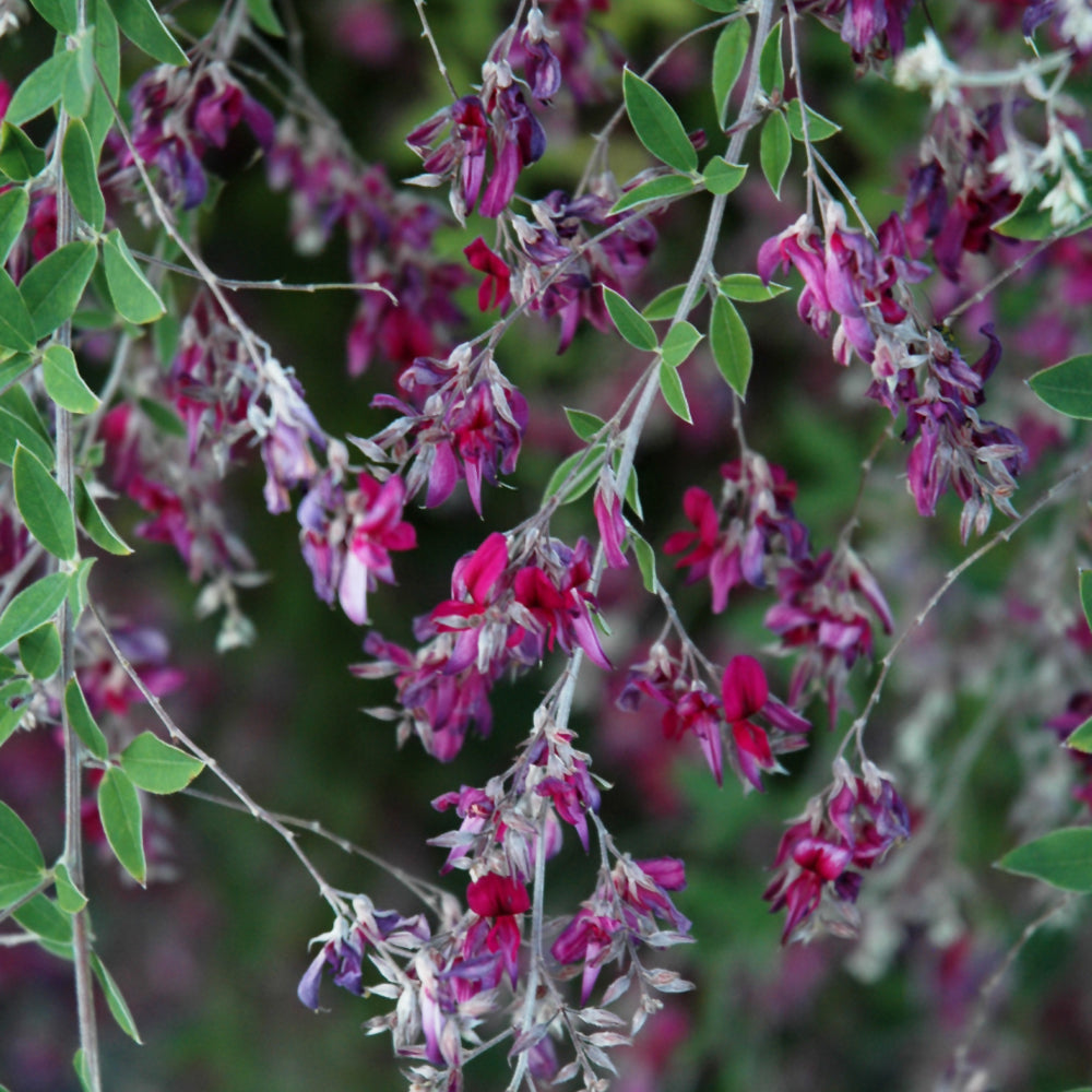 Lespedeza thunbergii 'Gibraltar'