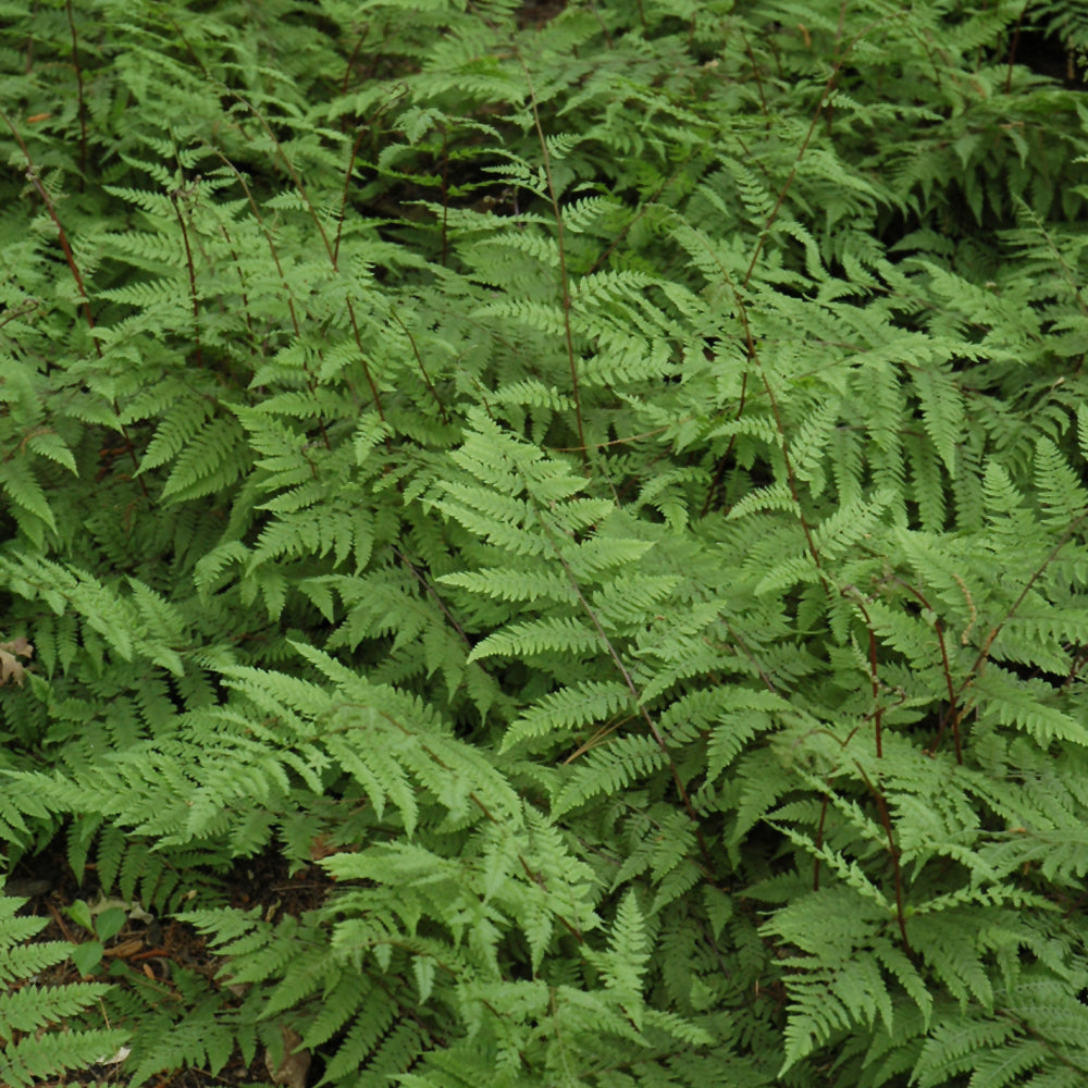 Athyrium filix-femina