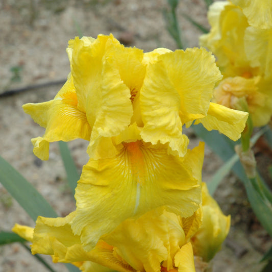 Iris 'Pleasant Peasant'