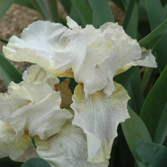 Iris 'Renown'