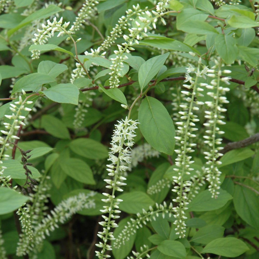 Itea virginica 'Henry's Garnet'