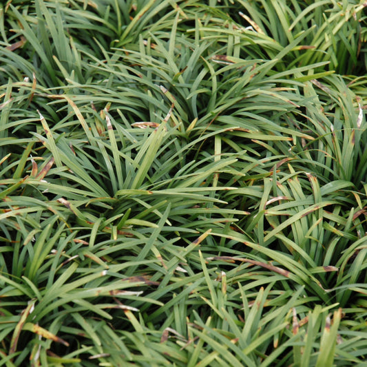 Ophiopogon japonicus 'Nanus'