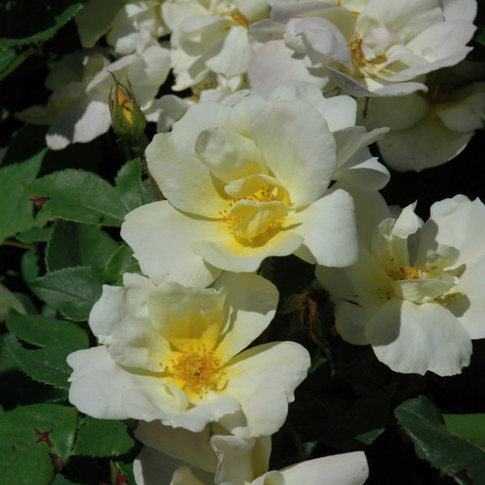 Rosa 'Radsunny'