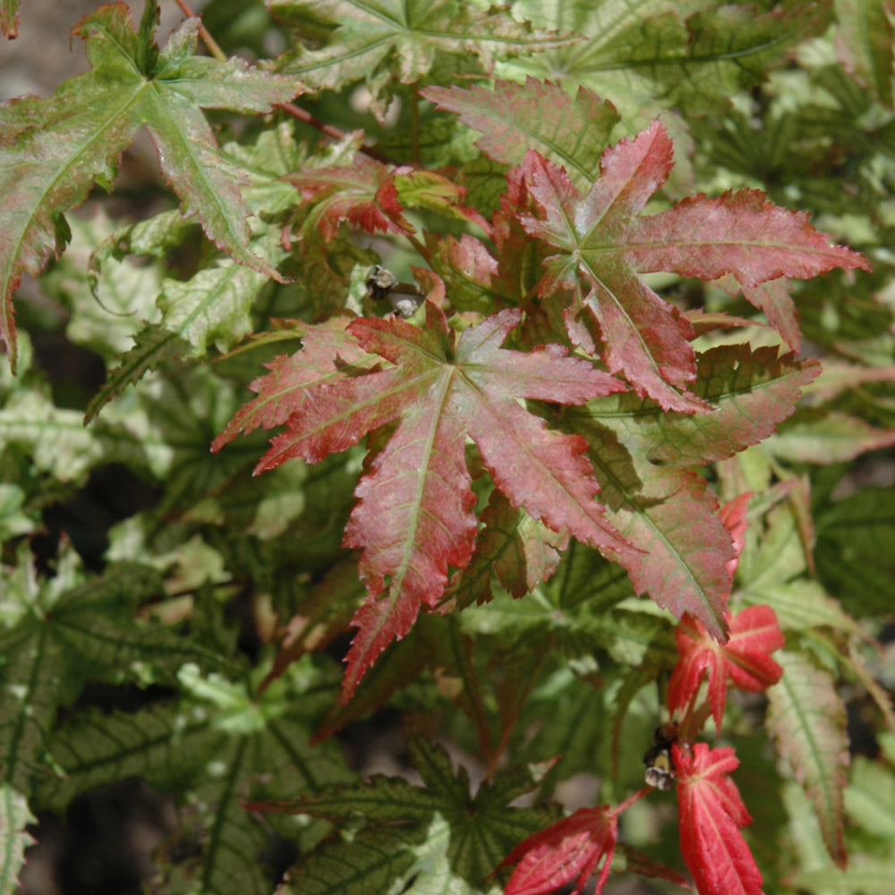 Peaches And Cream Japanese Maple