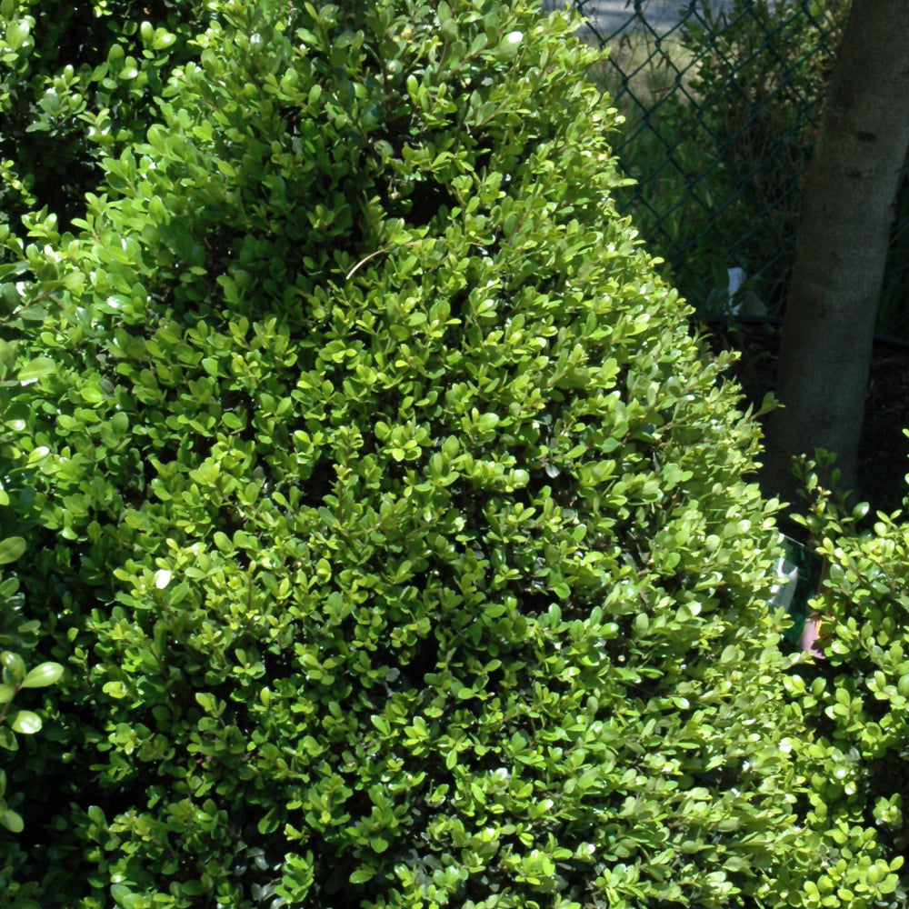 Ilex crenata 'Compacta'