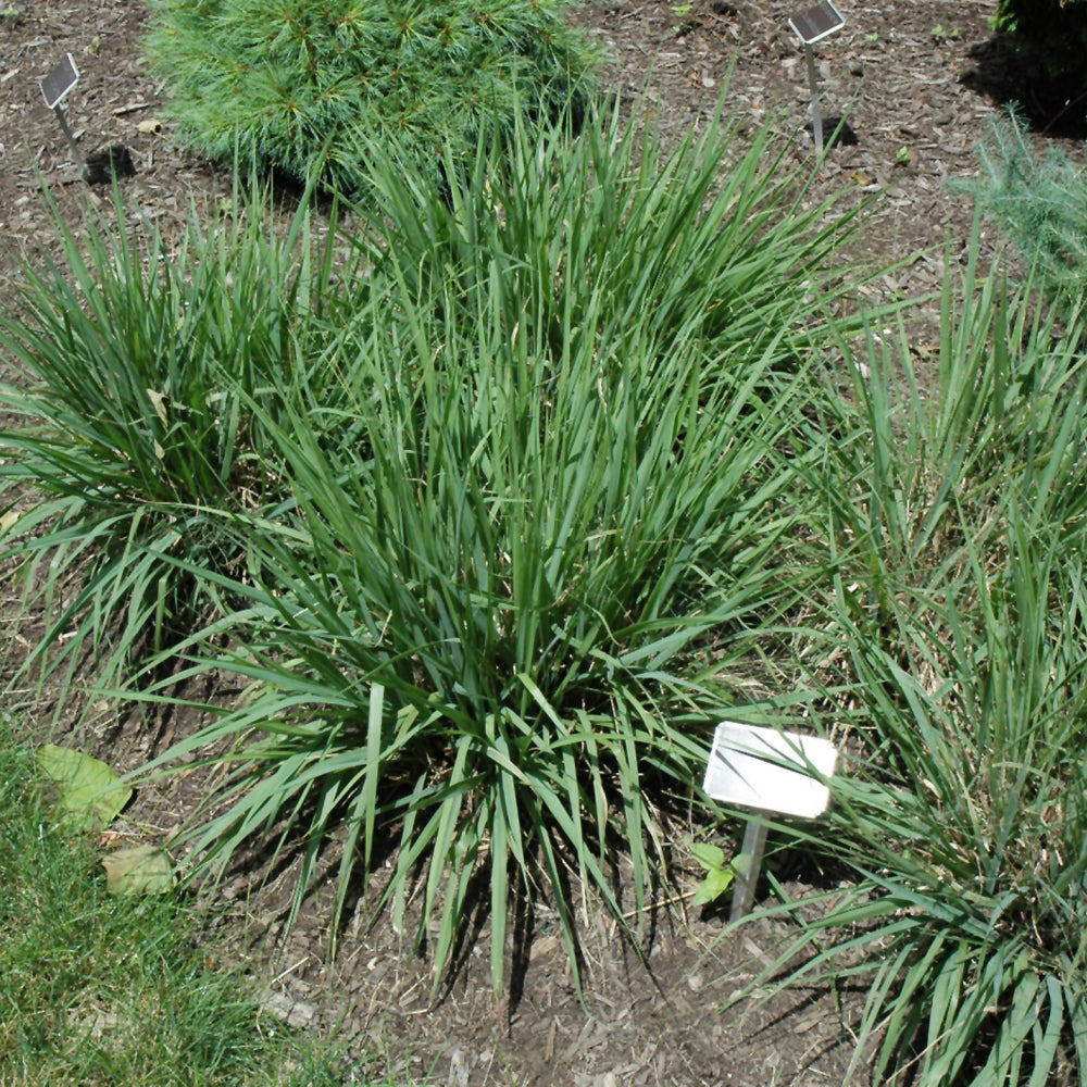 Eragrostis spectabilis