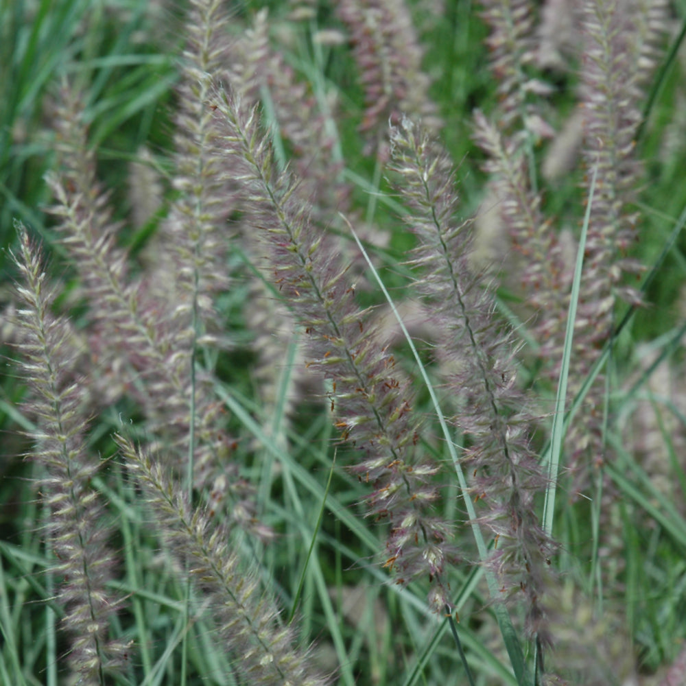 Pennisetum orientale 'Karley Rose'