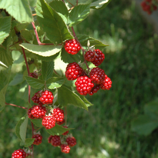 Rubus 'Heritage'