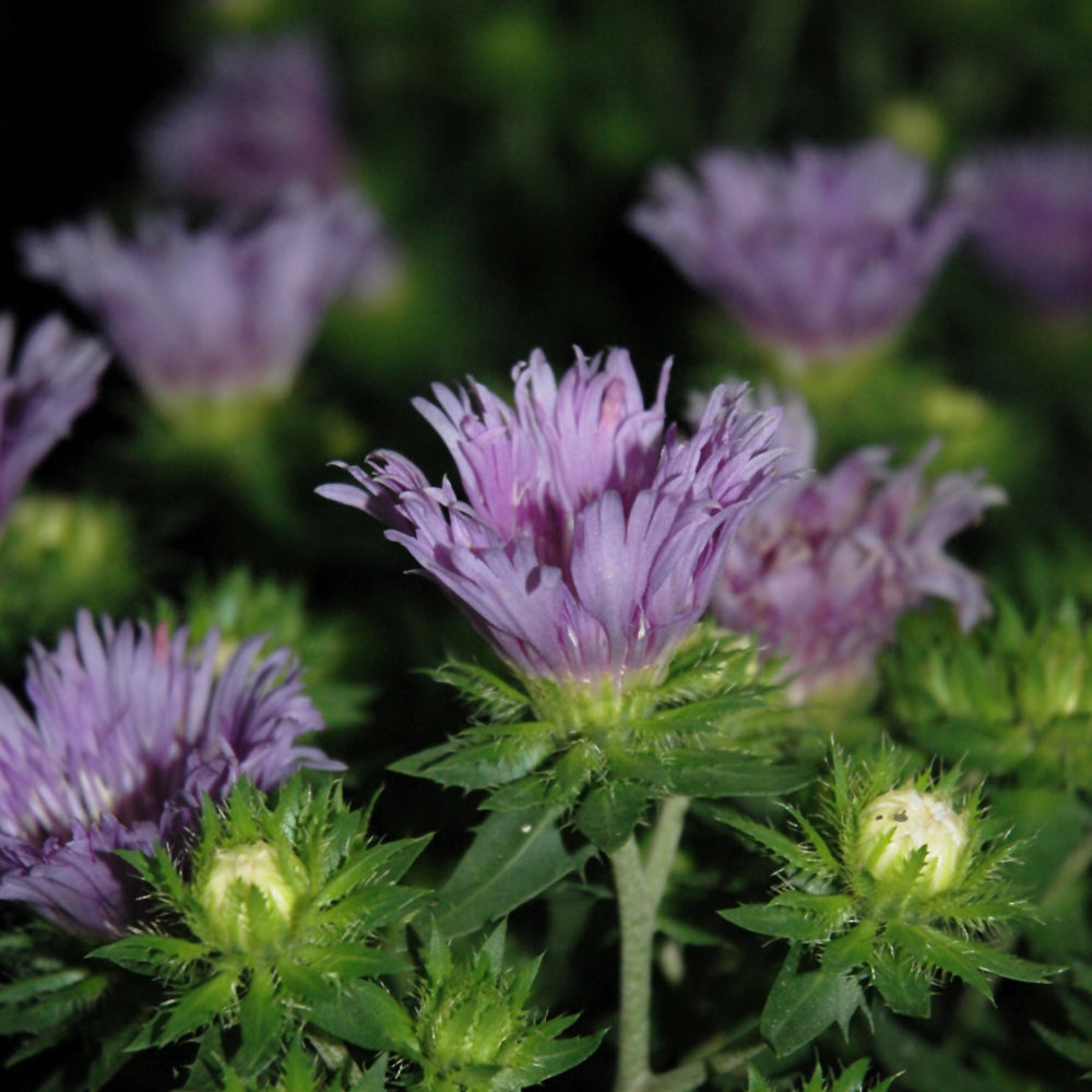 Stokesia laevis 'Mel's Blue'