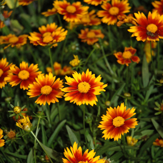 Coreopsis 'Daybreak'