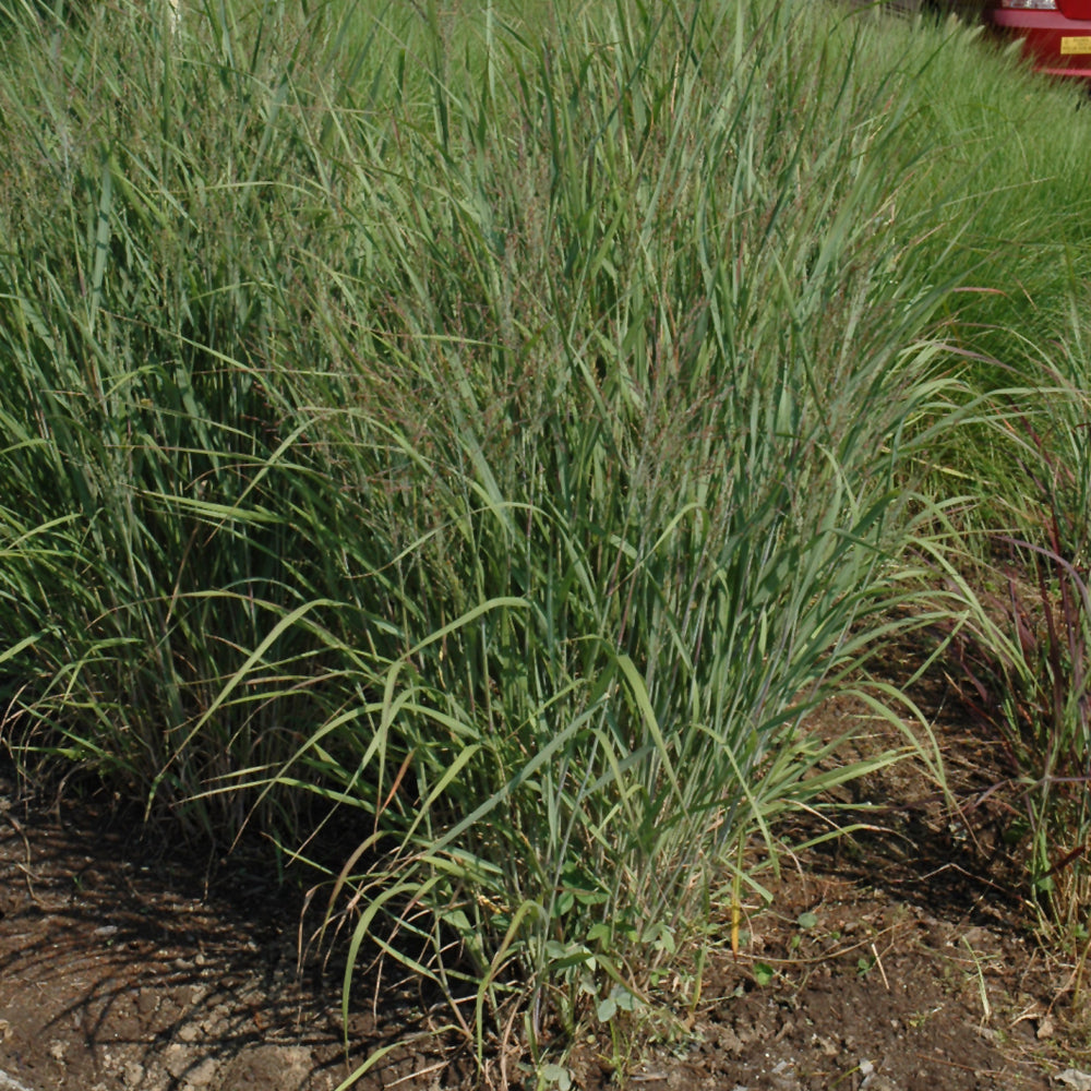 Panicum virgatum 'Ruby Ribbons'