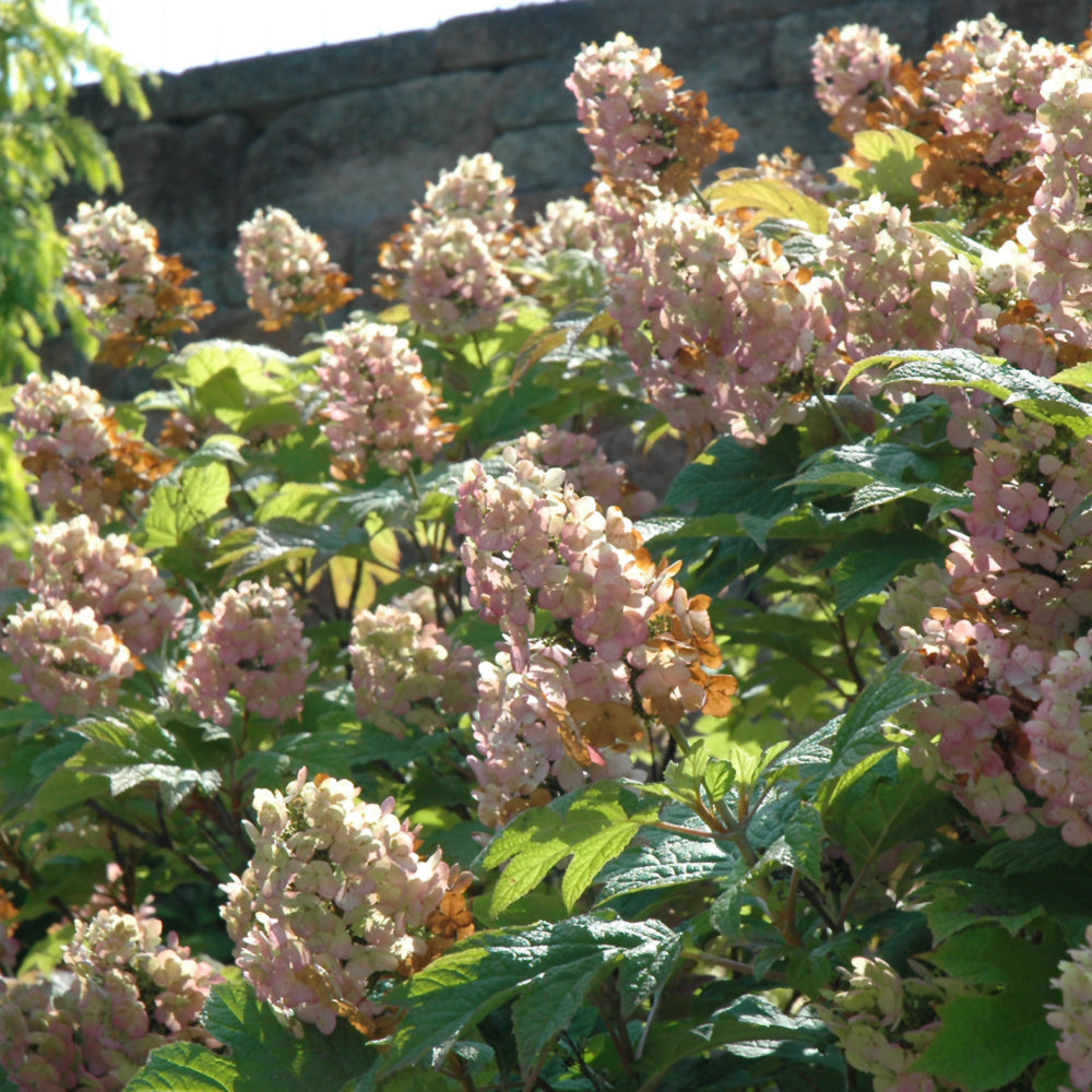 Snow Queen Hydrangea