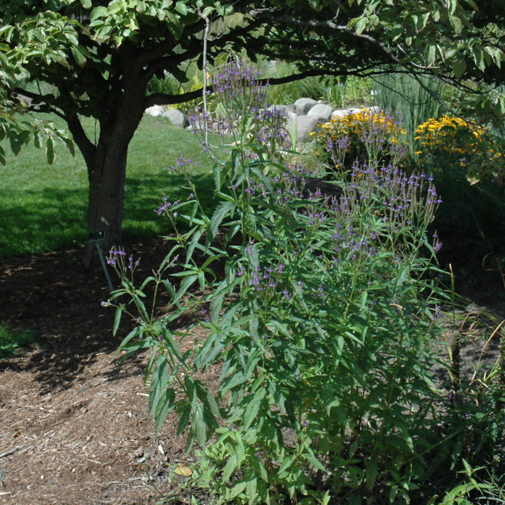 Blue Verbena