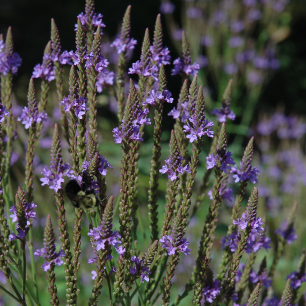 Verbena hastata