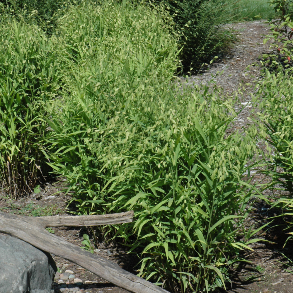 Northern Sea Oats