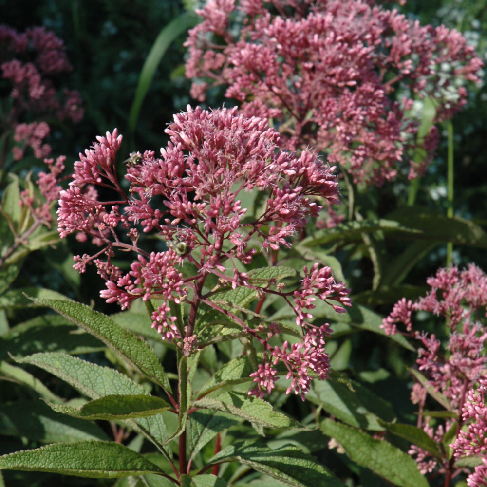 Eupatorium maculatum 'Gateway'