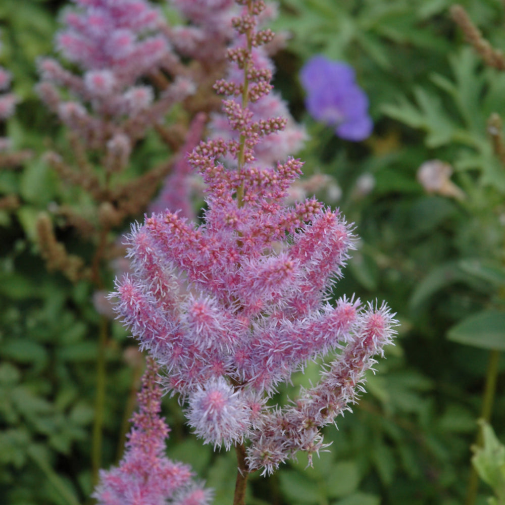 Astilbe chinensis 'Purple Candles'