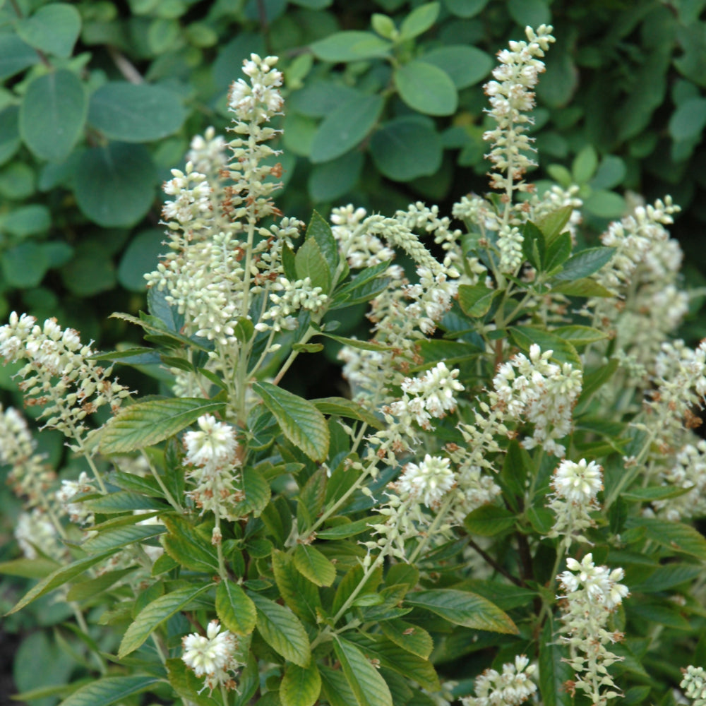 Clethra alnifolia 'Hummingbird'