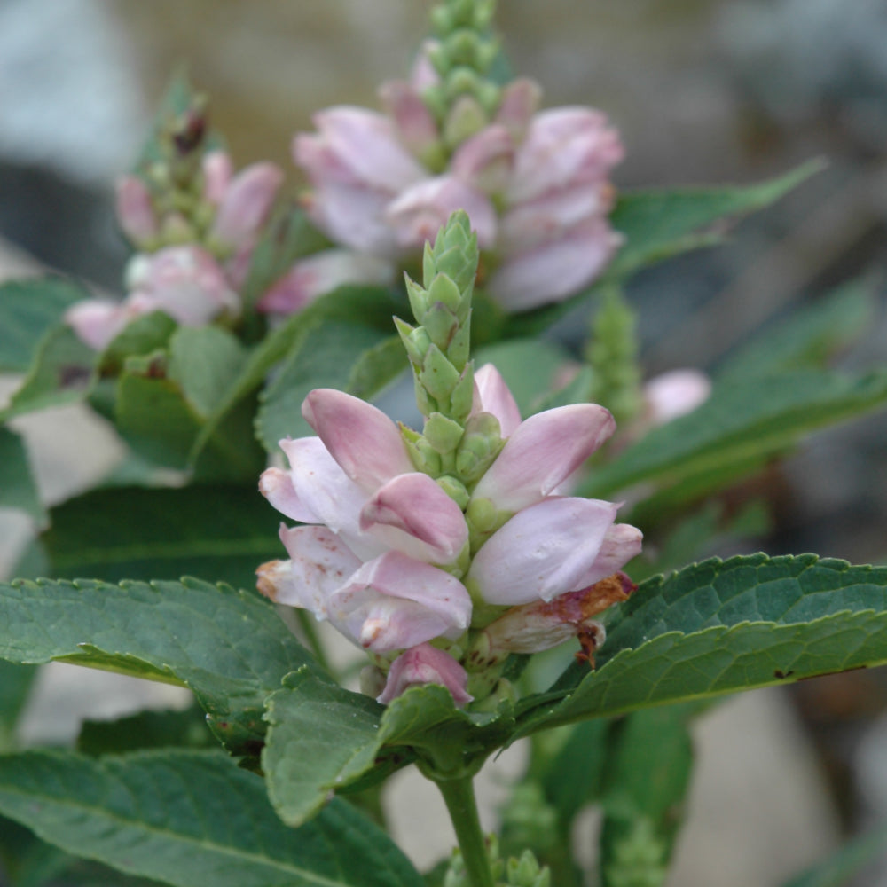 Chelone glabra