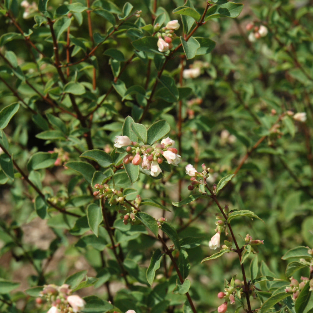 Symphoricarpos x doorenbosii 'Kolmava'