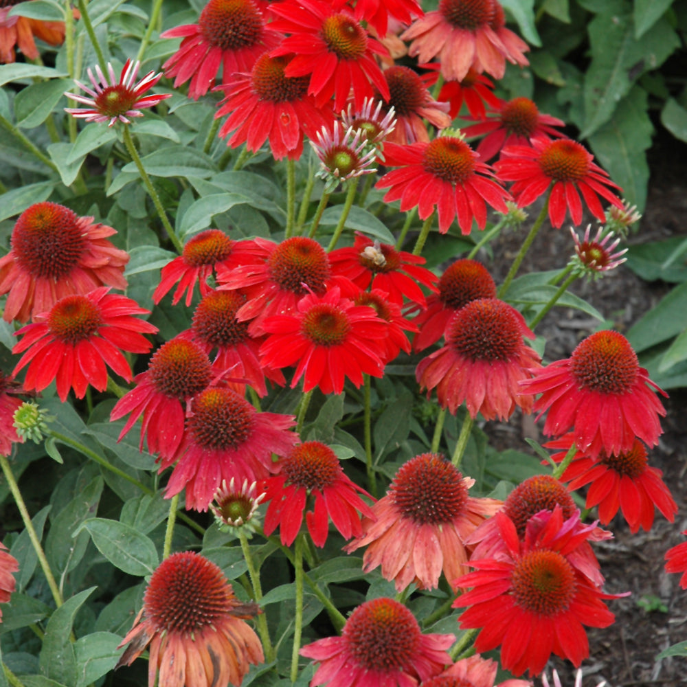 Echinacea 'Balsomsed'