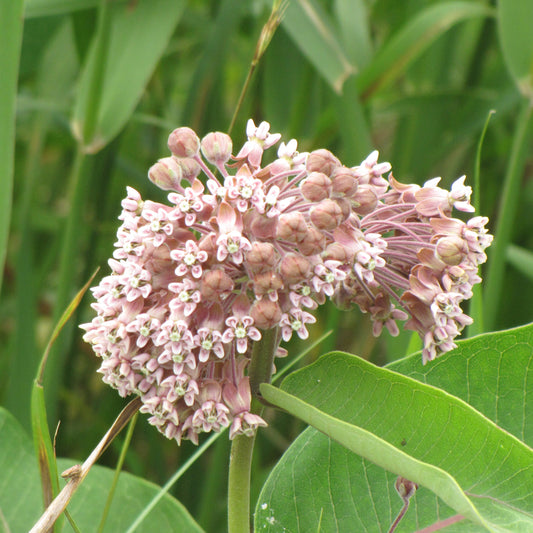 Asclepias syriaca