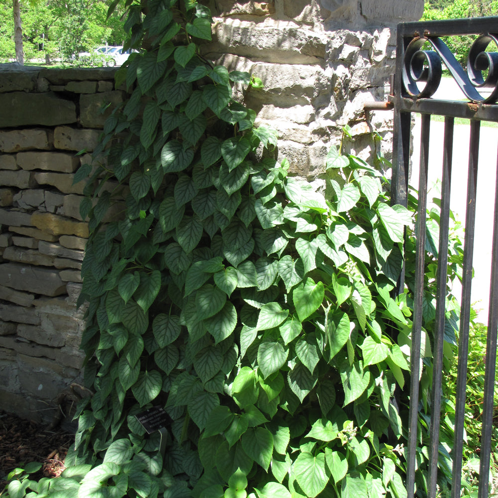 Moonlight Hydrangea Vine