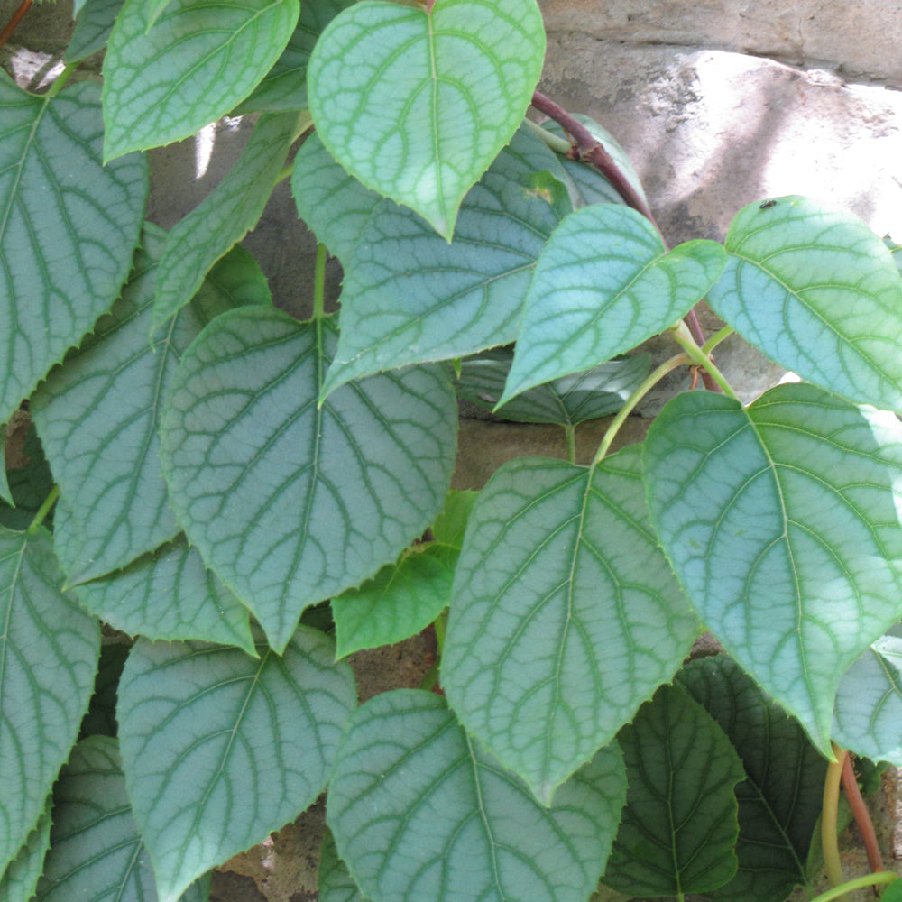 Moonlight Hydrangea Vine