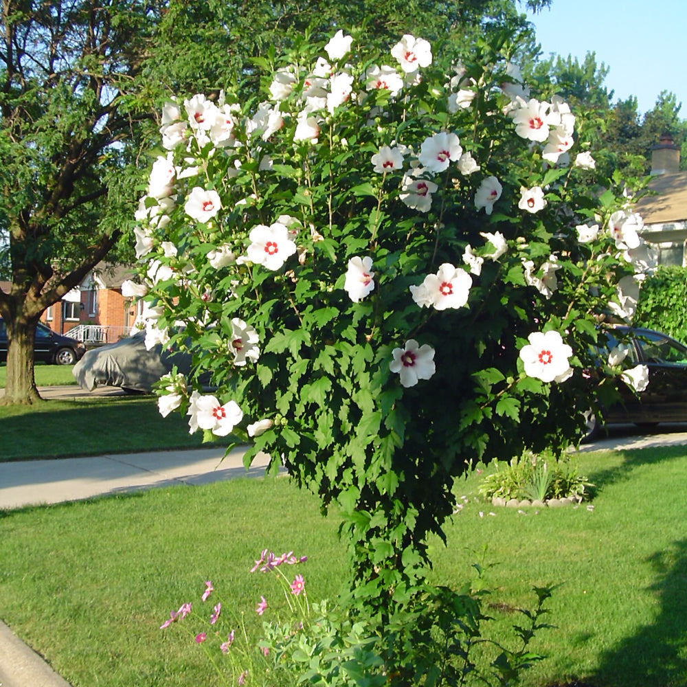 Red Heart Rose Of Sharon