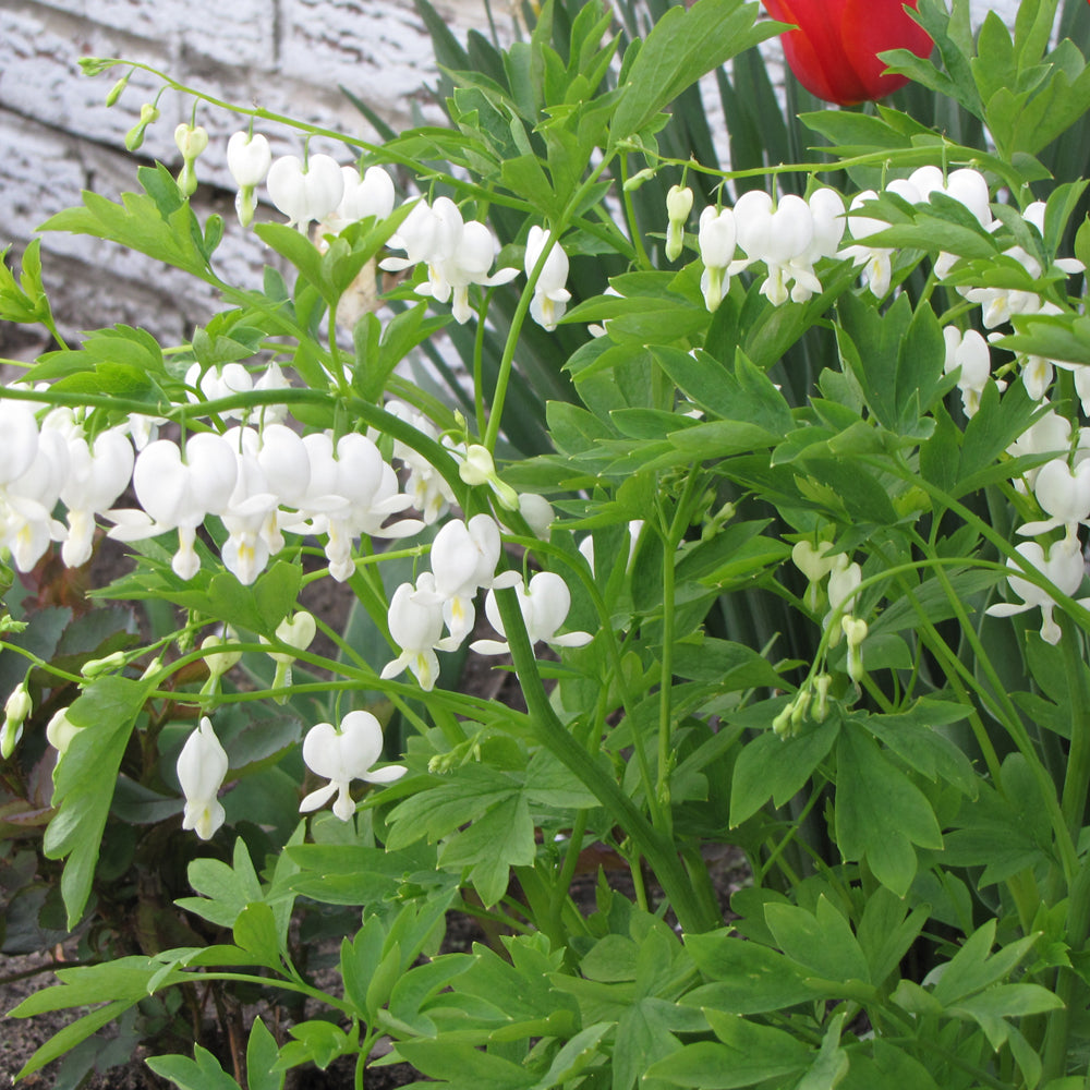 White Bleeding Heart