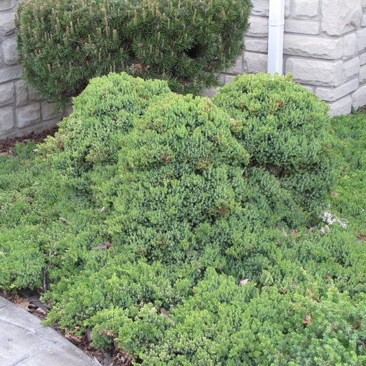 Juniperus procumbens 'Nana'